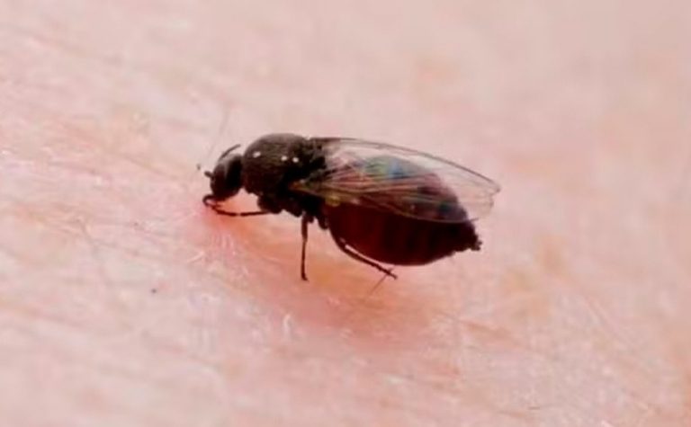Em sete dias, ES registra mais de 900 casos de febre do Oropouche