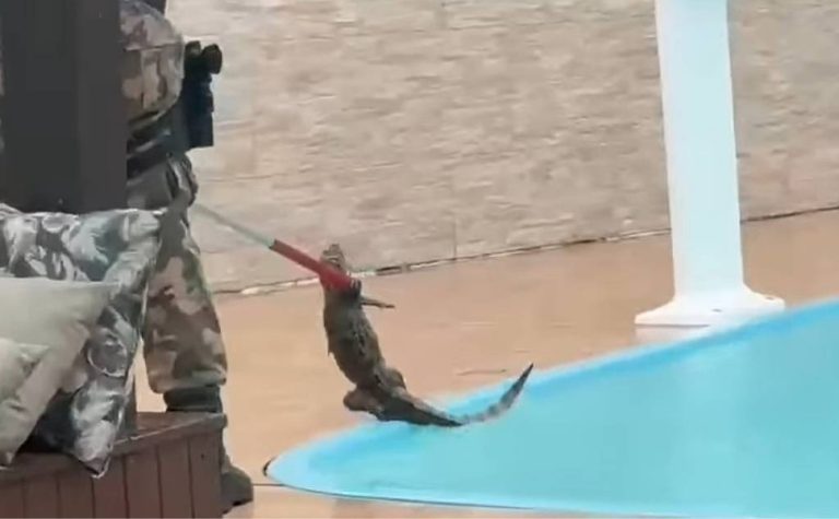 Jacaré é encontrado em piscina após fortes chuvas em Florianópolis
