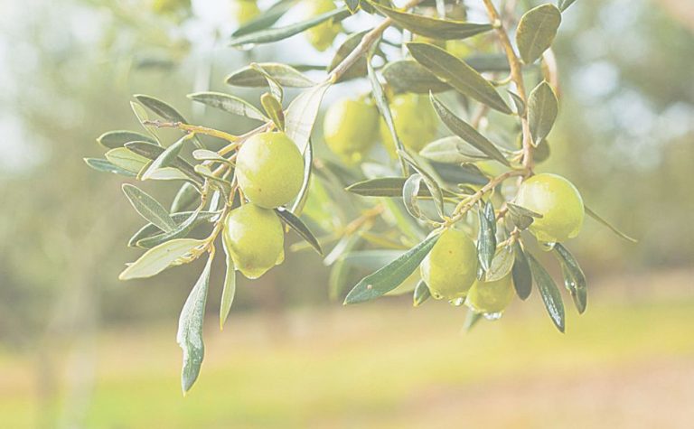 Produção de azeite cresce no Espírito Santo