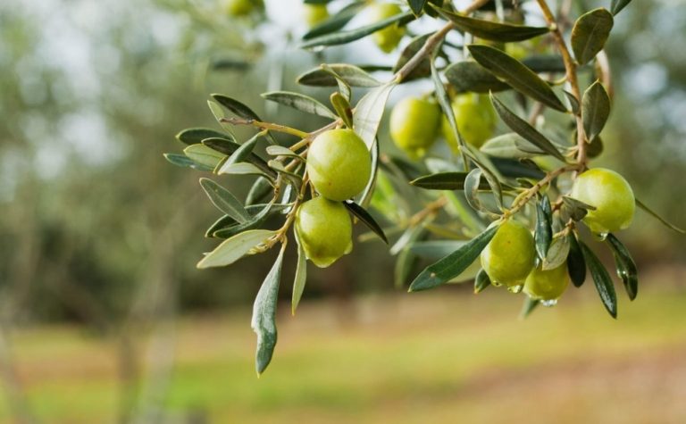 Produção de azeite cresce no Espírito Santo