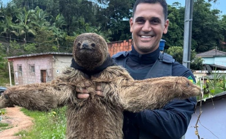 VÍDEO | Bicho-preguiça é resgatado às margens de rodovia no ES
