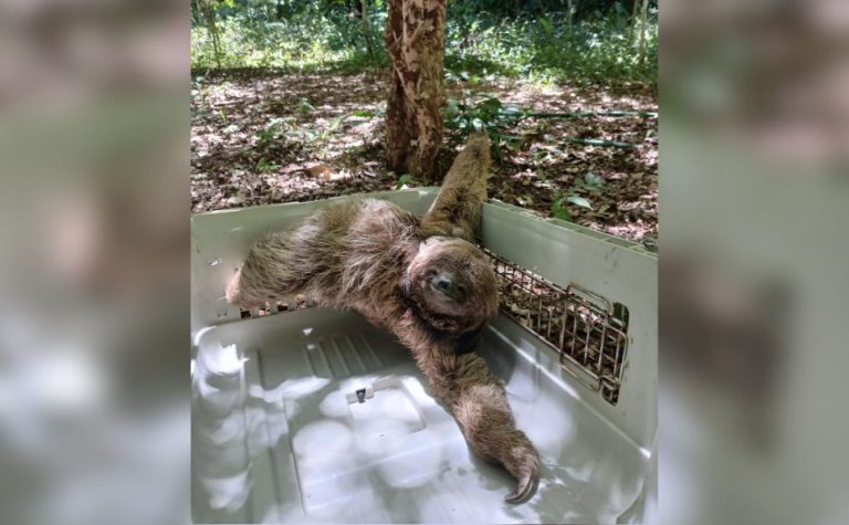 Bicho-Preguiça é resgatado dentro de casa em Vila Velha