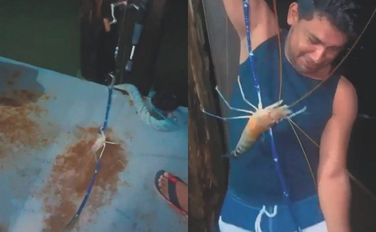 Camarão azul gigante, comum na Austrália, assusta pescadores no Brasil