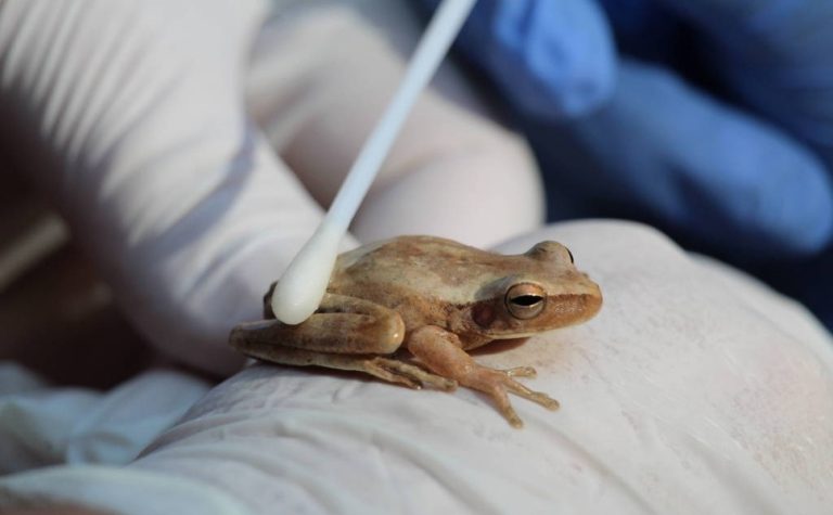 Cientistas registram no Ceará fungo que sufoca sapos, rãs e pererecas até a morte