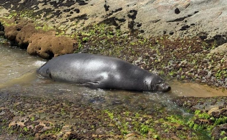 Leão-marinho “descansa” novamente praia no Sul do ES