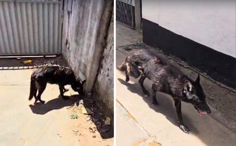 Morador de Jardim da Penha é preso por maus-tratos a animais