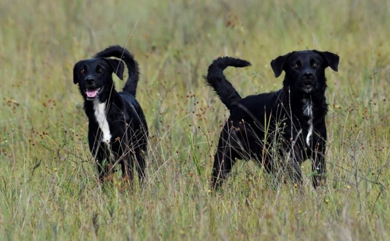 Saiba porque animais domésticos não são permitidos nos parques estaduais