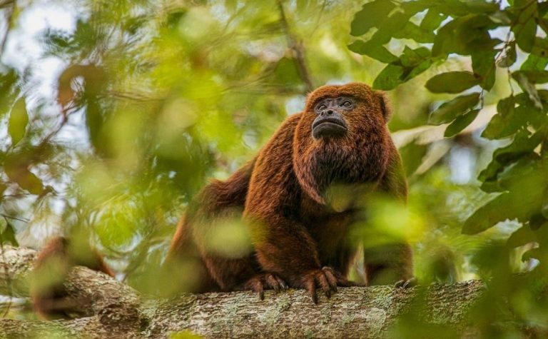 UFES recebe exposição “Primatas da Mata Atlântica”