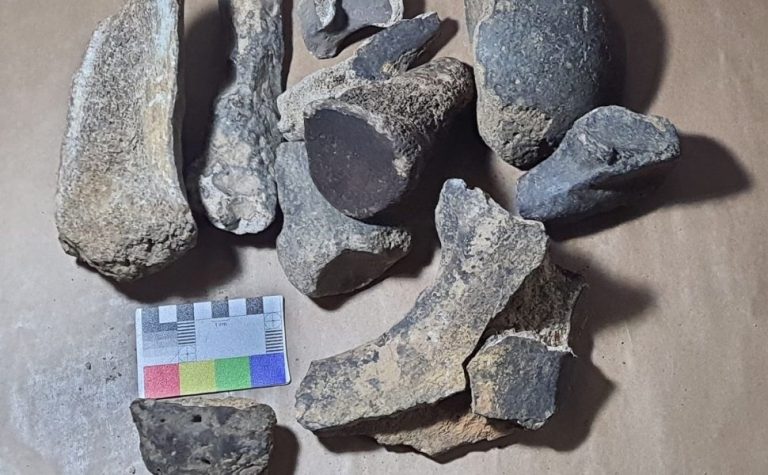 Fósseis encontrados no ES são de preguiça-gigante e outros animais pré-históricos