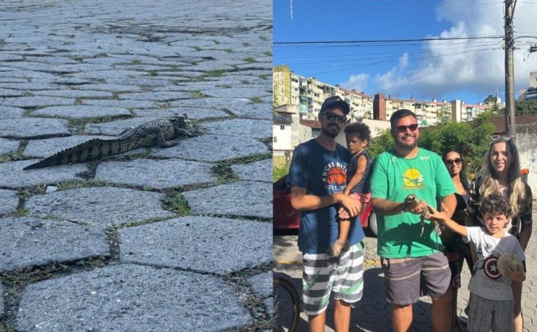Jacaré é resgatada em Vitória na terça-feira de Carnaval e ganha nome inusitado