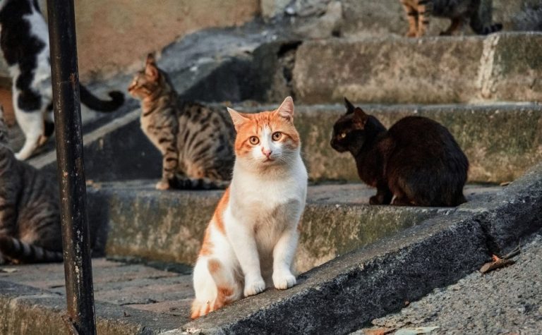 Animais estão aparecendo mortos no Centro de Vitória; suspeita é de envenenamento