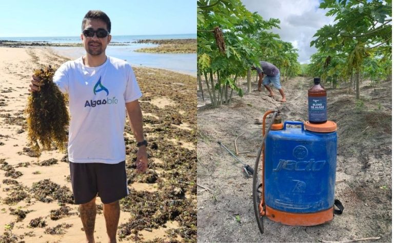 Aposta em fertilizante feito à base de algas