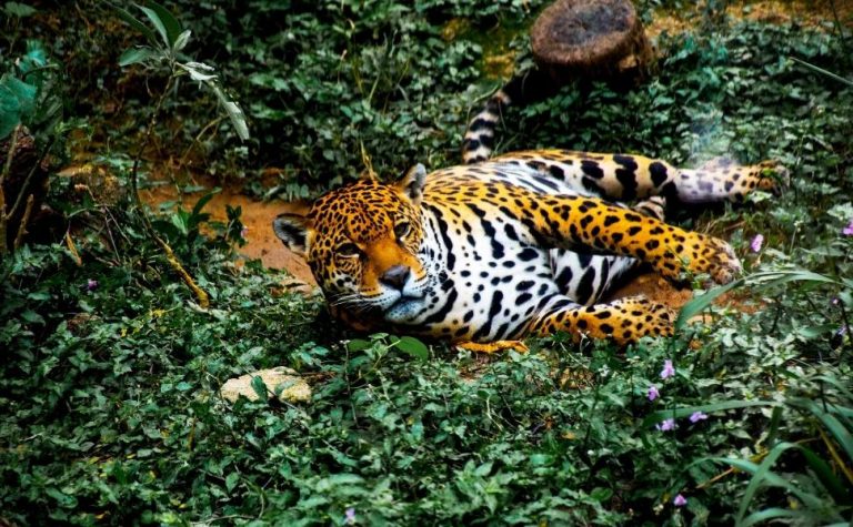 Ataques de onças contra humanos são considerados raros
