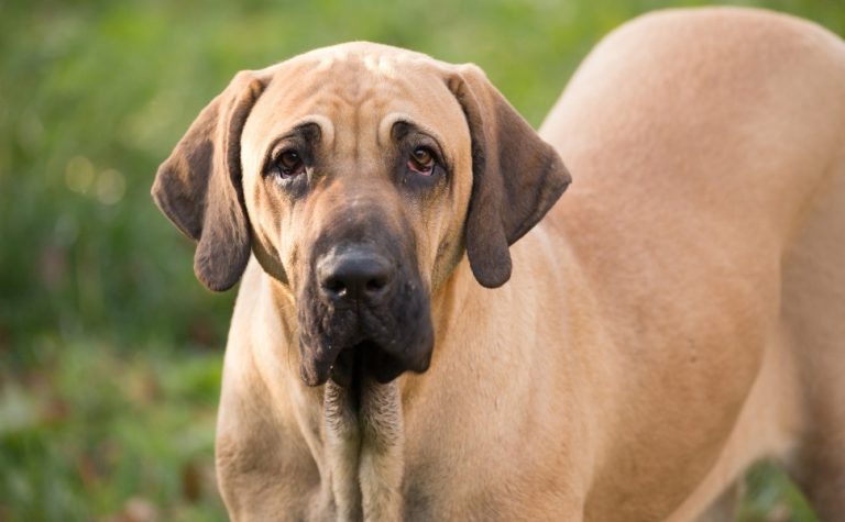 Cão morre com tiro na cabeça durante operação policial no Sul do ES