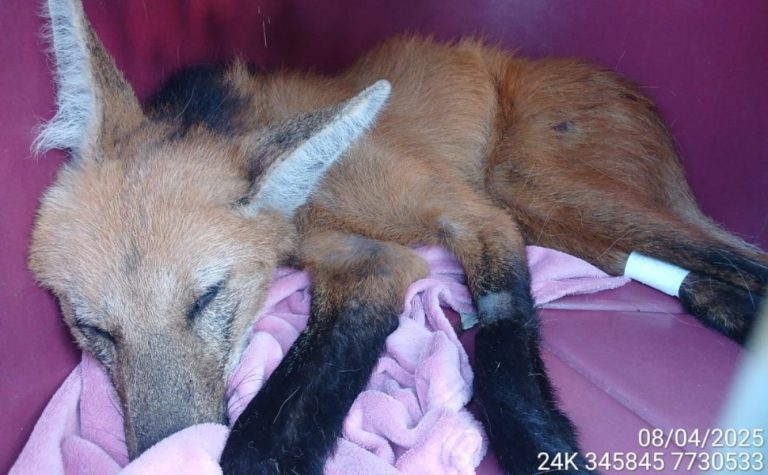 Fêmea de lobo-guará é resgatada com infecção grave às margens da BR-101 no ES
