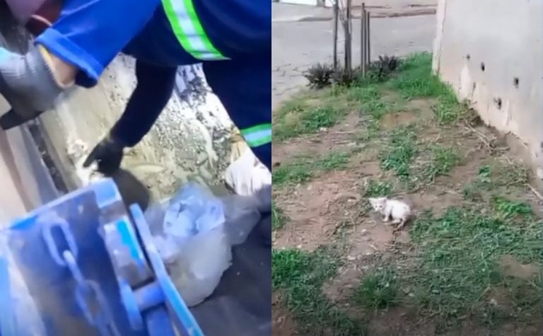 Filhote de gato é resgatado em caçamba de lixo em Colatina