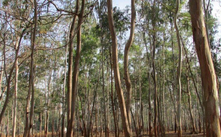 Homem morre após ser atingido por galho de eucalipto em fazenda no ES