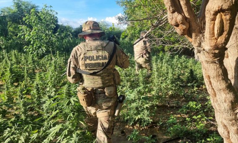 Plantação de maconha no Sertão renderia 8 caminhões cheios com droga pronta