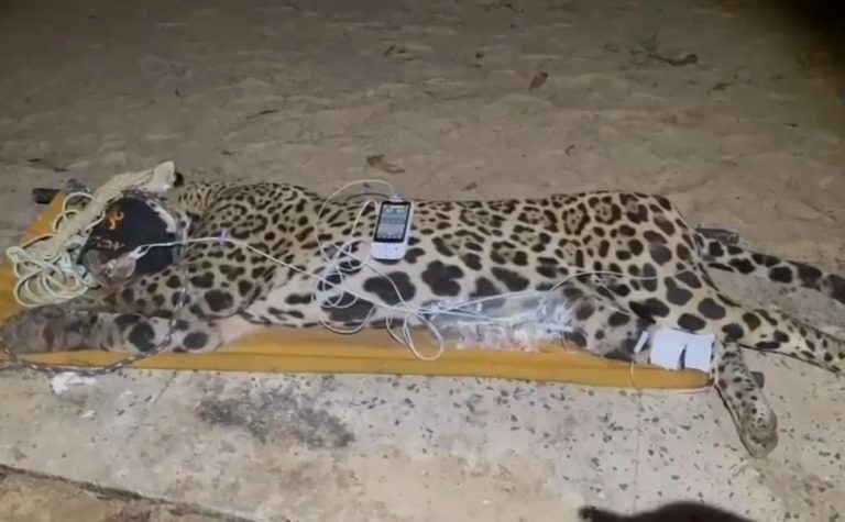 VÍDEO | Onça que atacou e devorou caseiro é capturada no Pantanal