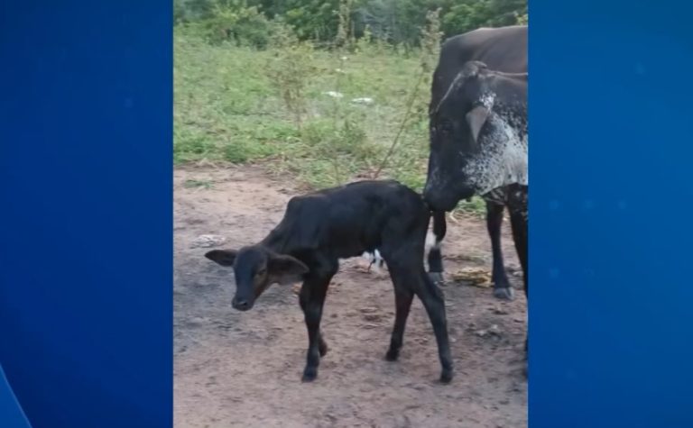 Bezerro é furtado e vaca é ferida por suspeito em chácara na Serra