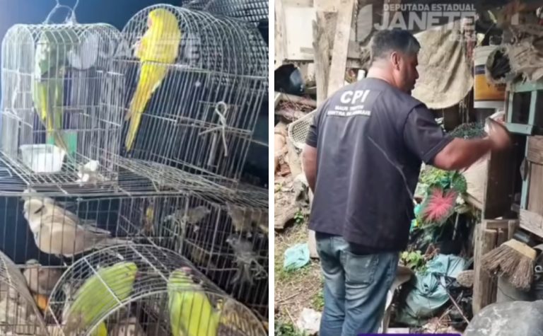 CPI dos maus-tratos resgata cão em galinheiro e 74 aves silvestres no ES