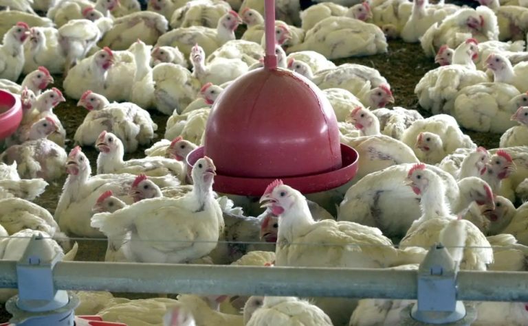 Gripe aviária: Brasil confirma dois focos e investiga seis casos