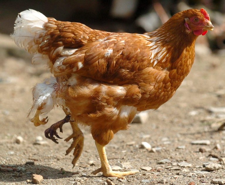 Detectado primeiro foco de Gripe Aviária no Brasil