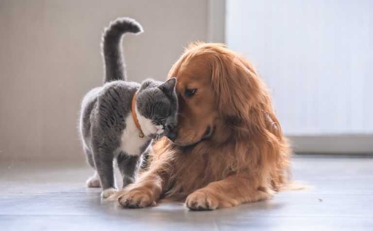 Entenda para que serve o novo RG digital para cães e gatos e como emitir