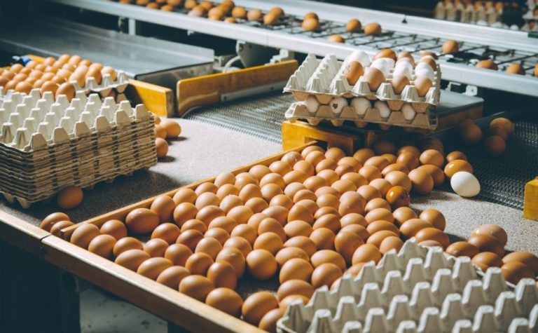Governo de MG determina descarte de 450 toneladas de ovos comprados do RS