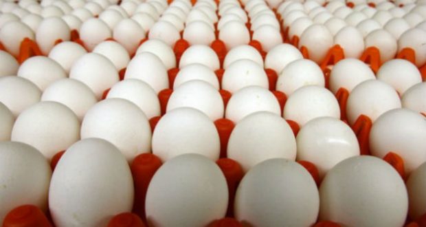 Gripe aviária: Minas Gerais descarta 450 toneladas de ovos férteis