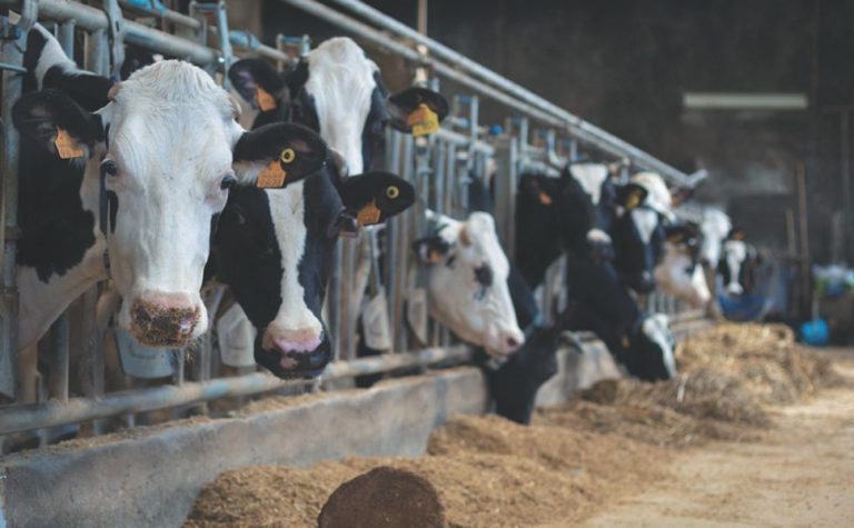 Leite A2 movimenta agronegócio no Sul do ES com genética e inovação