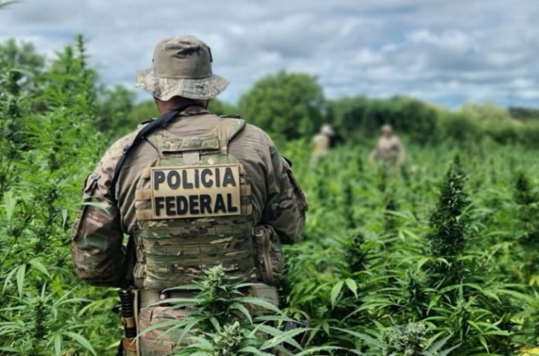 Mais de 430 mil pés de maconha são erradicados pela PF no Sertão