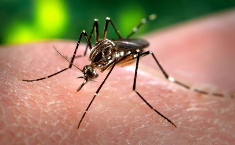 Mosquitos têm horário para atacar? Roupa escura atrai mais mosquito? O que é fato?