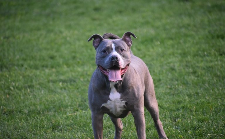 Mulher atacada por pitbull no Sul do ES recebe alta após quase um mês internada