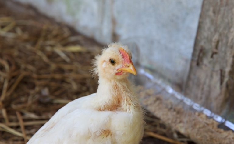 O que é a gripe aviária e quais os riscos da doença para humanos e animais