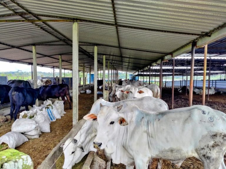Pernambuco é reconhecido como zona livre de febre aftosa sem vacinação pela OMSA