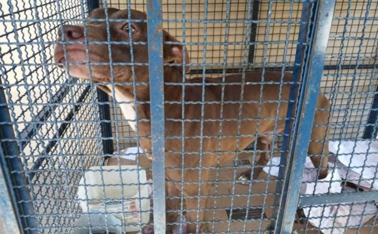 Pitbull invade escola municipal no Rio e fere seis crianças