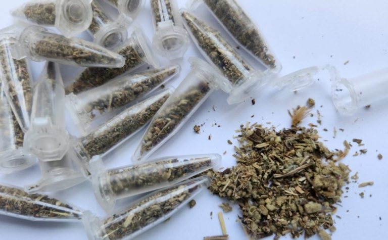Polícia Militar faz a maior apreensão de supermaconha no ES