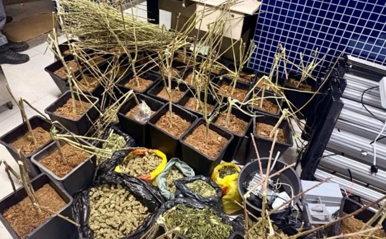 Polícia encontra estufa de pés de maconha dentro de casa em Vila Velha