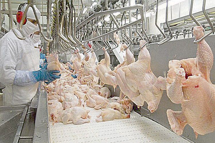 Uruguai e Chile suspendem importação de frango do Brasil após caso de gripe aviária