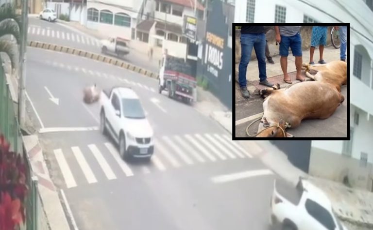 VÍDEO | Vacas roubadas caem de caminhonete em fuga no Noroeste do ES