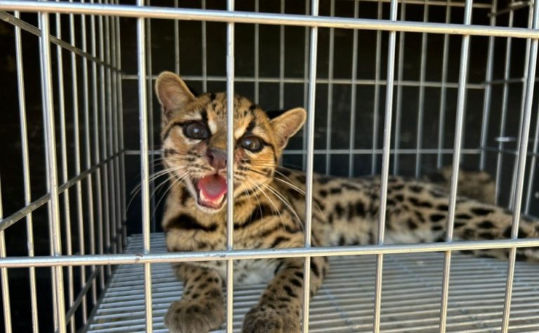 Animal silvestre em risco de extinção é resgatado em Mimoso do Sul