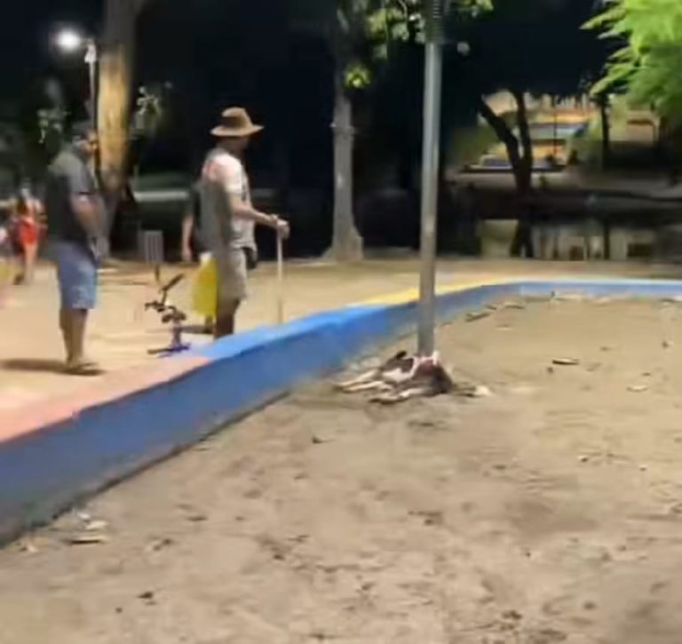 Cadela morre eletrocutada em praça de Olinda