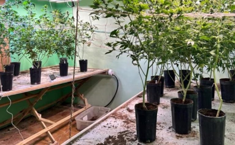 Como polícia descobriu casa de luxo usada para cultivo de ‘supermaconha’