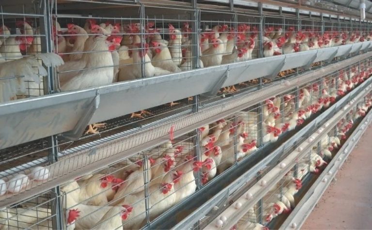 ES descarta caso suspeito de gripe aviária em ave doméstica no Sul do ES