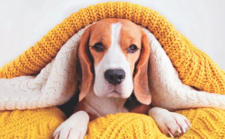 Esfriou? Veja dicas para proteger o seu pet da baixa temperatura