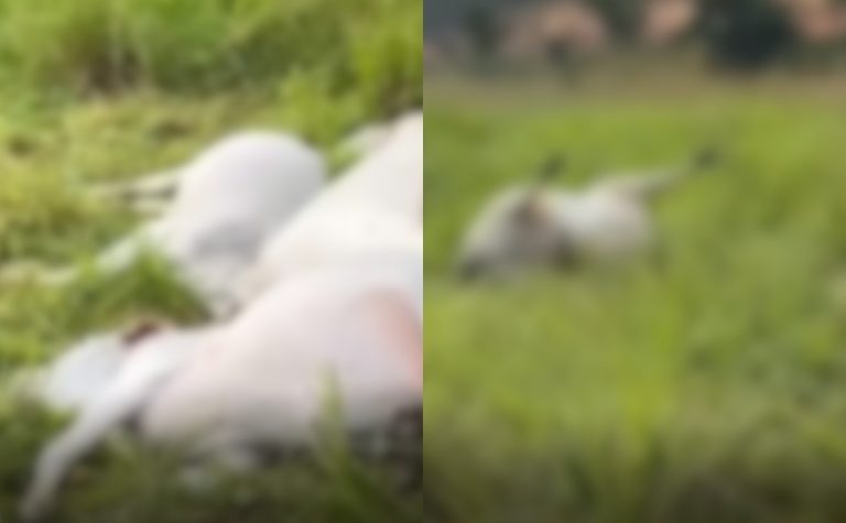 Fio de alta tensão cai em pasto e mata quinze animais no ES