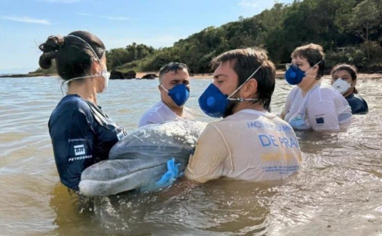Golfinho “gigante” é resgatado após encalhar em praia no ES