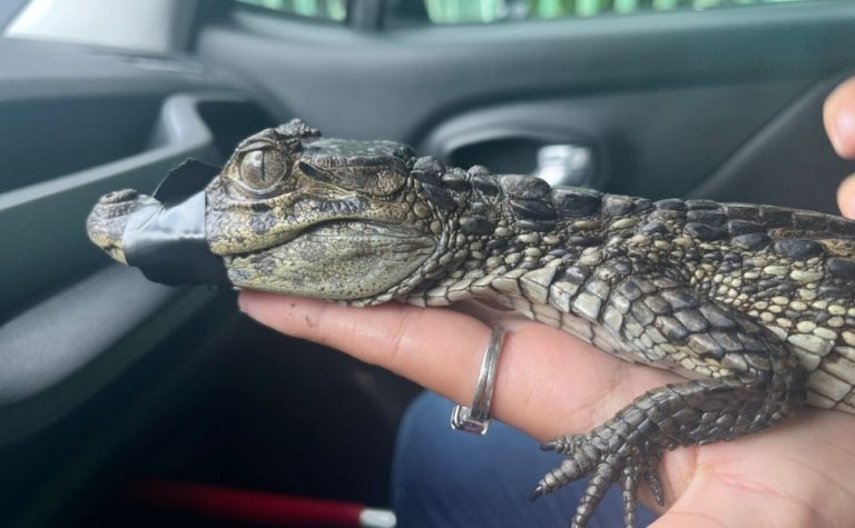 Jacaré é resgatado em casa na Barra do Jucu, em Vila Velha