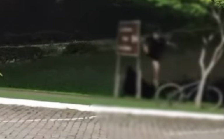 Jovens são flagrados depredando placa em Venda Nova do Imigrante